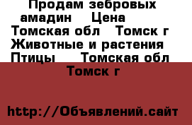 Продам зебровых амадин. › Цена ­ 700 - Томская обл., Томск г. Животные и растения » Птицы   . Томская обл.,Томск г.